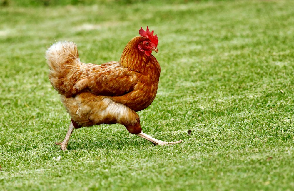 Keeping Farm Health Records