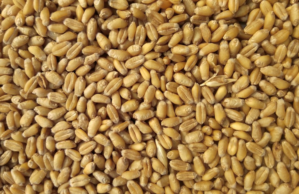 Feed & Additive Solutions